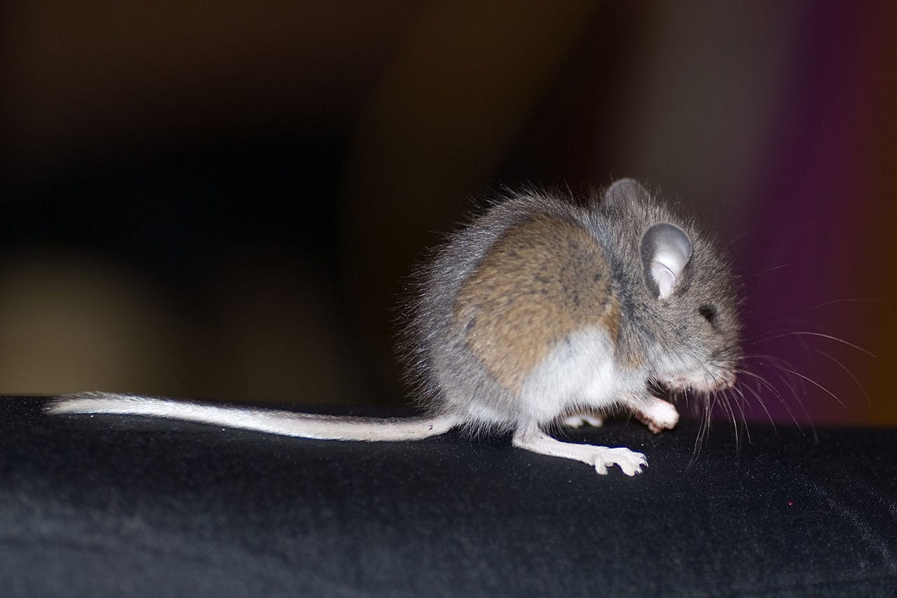 Мышка с длинным хвостом