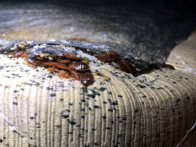 bed bug infestation mattress