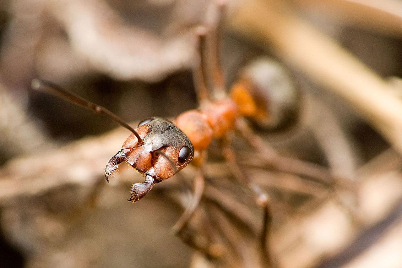 Your ant. Муравьи атта. Муравьи гиганты. Термиты в пустыне. Poisonous insects.