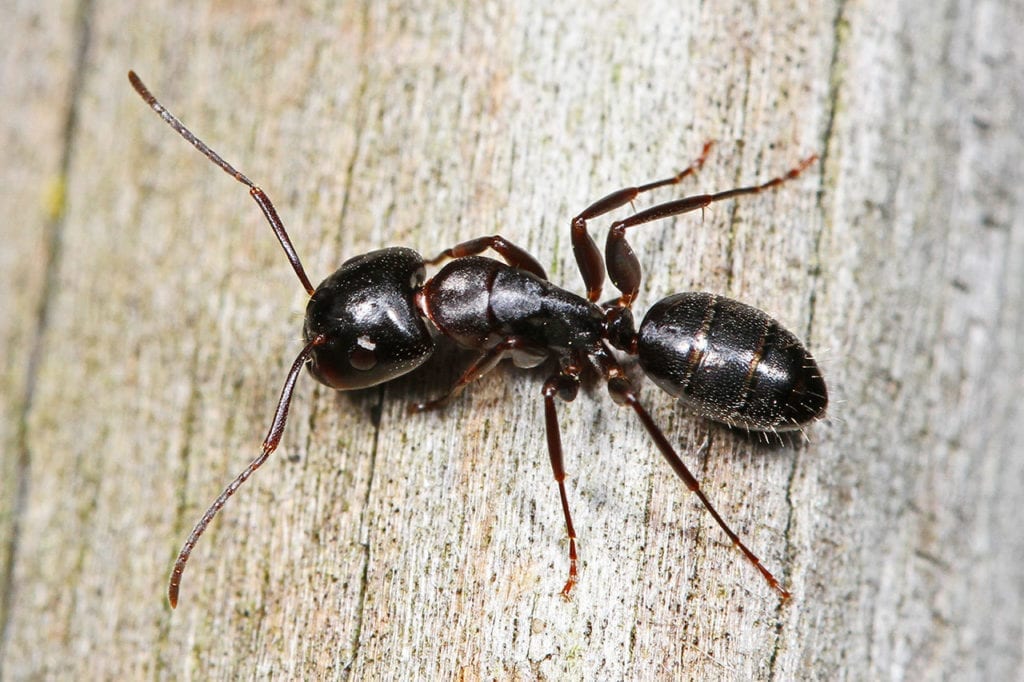 Your ant. Carpenter Ant. Phormingochilus carpenteri. Dead insects. Кто это похожие на муравьев на попе белые полоски в больших размеров.