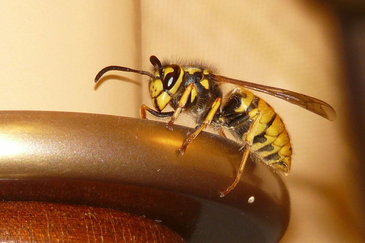 wasps exterminator pest control wasp termite excel nest nj help