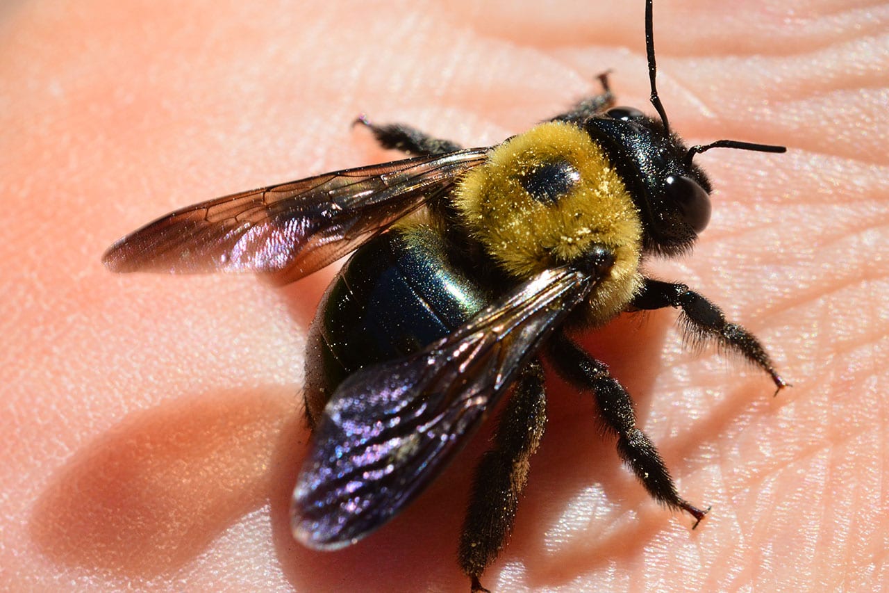 Carpenter Bee Control And Carpenter Bee Extermination In Nj And Fl Excel Pest Control