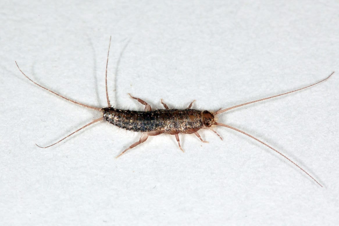 Silverfish Control & Silverfish Extermination in NJ & FL | Excel Pest ...