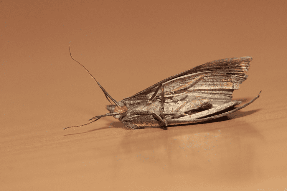 How To Get Rid Of Those Pesky Pantry Moths Pest Control Tips