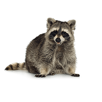 Humane Wildlife Removal & Pest Control | Excel Pest Services