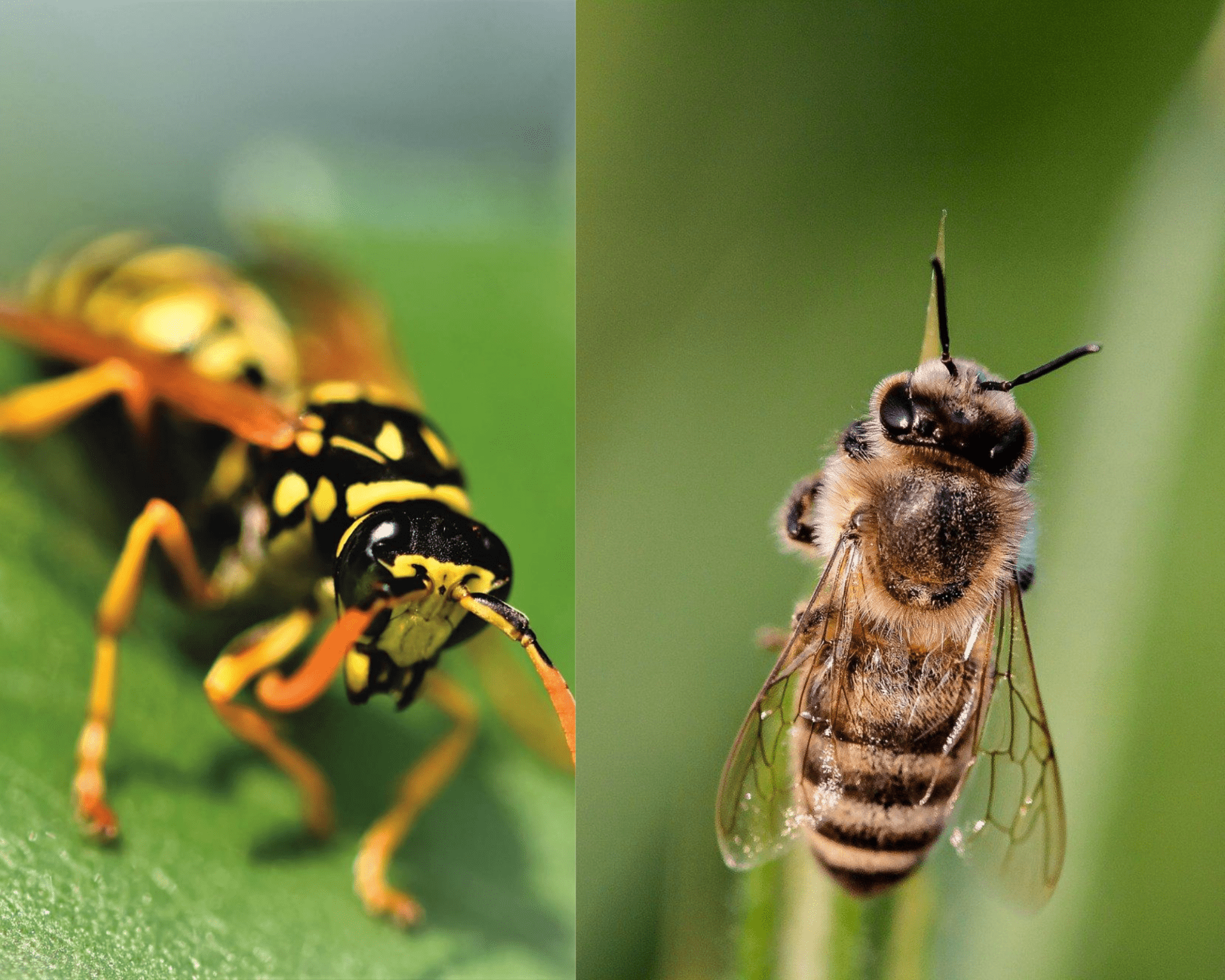 Wasps Vs Bees Whats The Difference Excel Pest Services