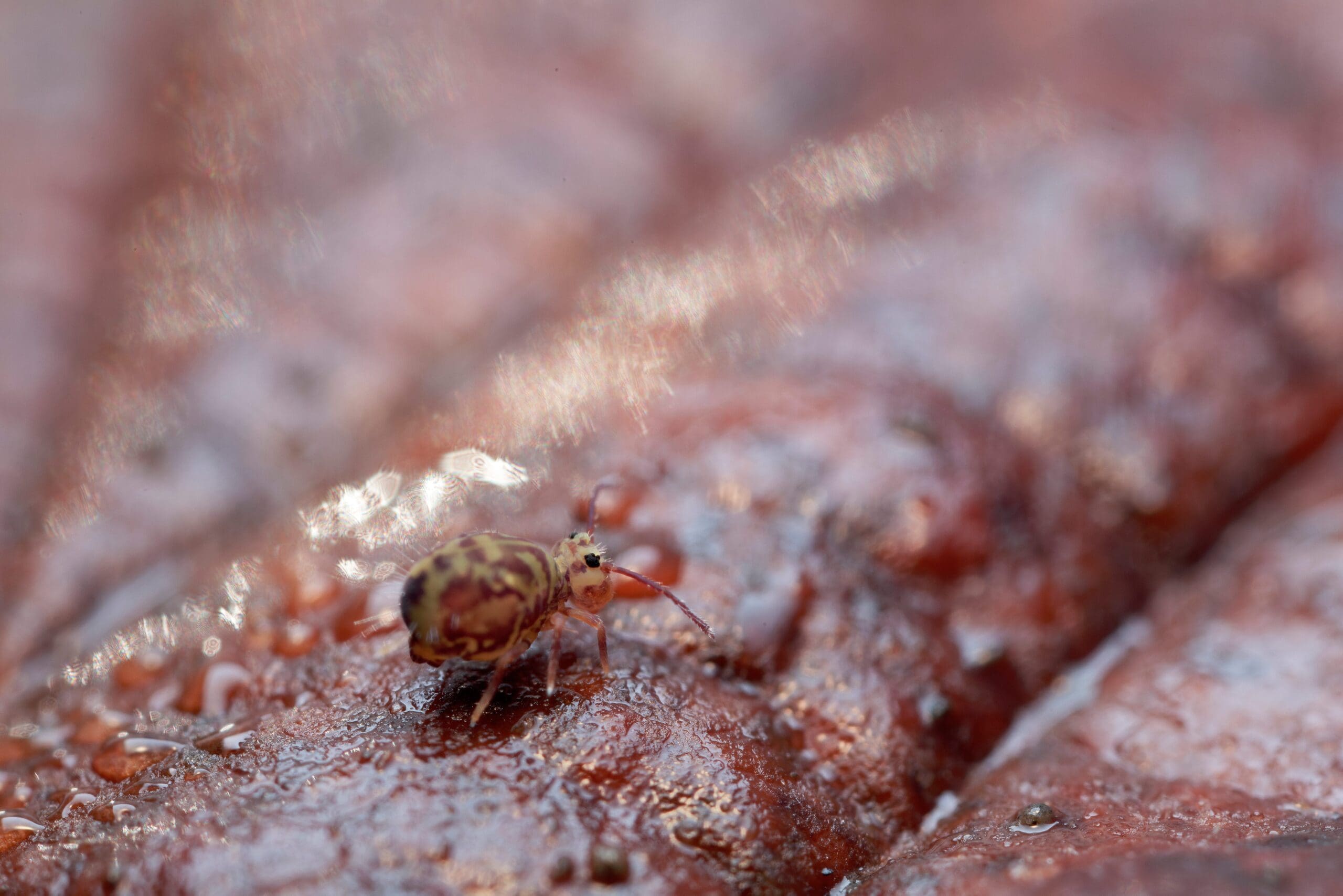Springtails and How to Prevent Them