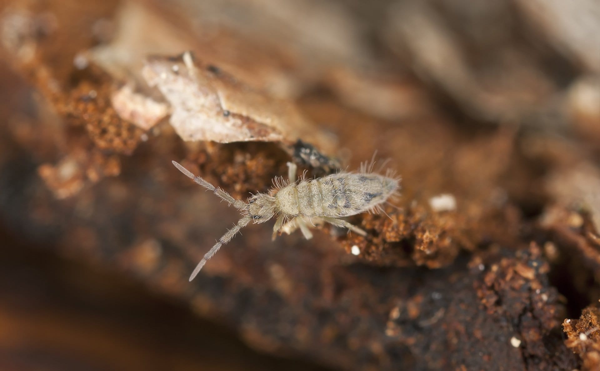 Small bugs in bathroom that jump