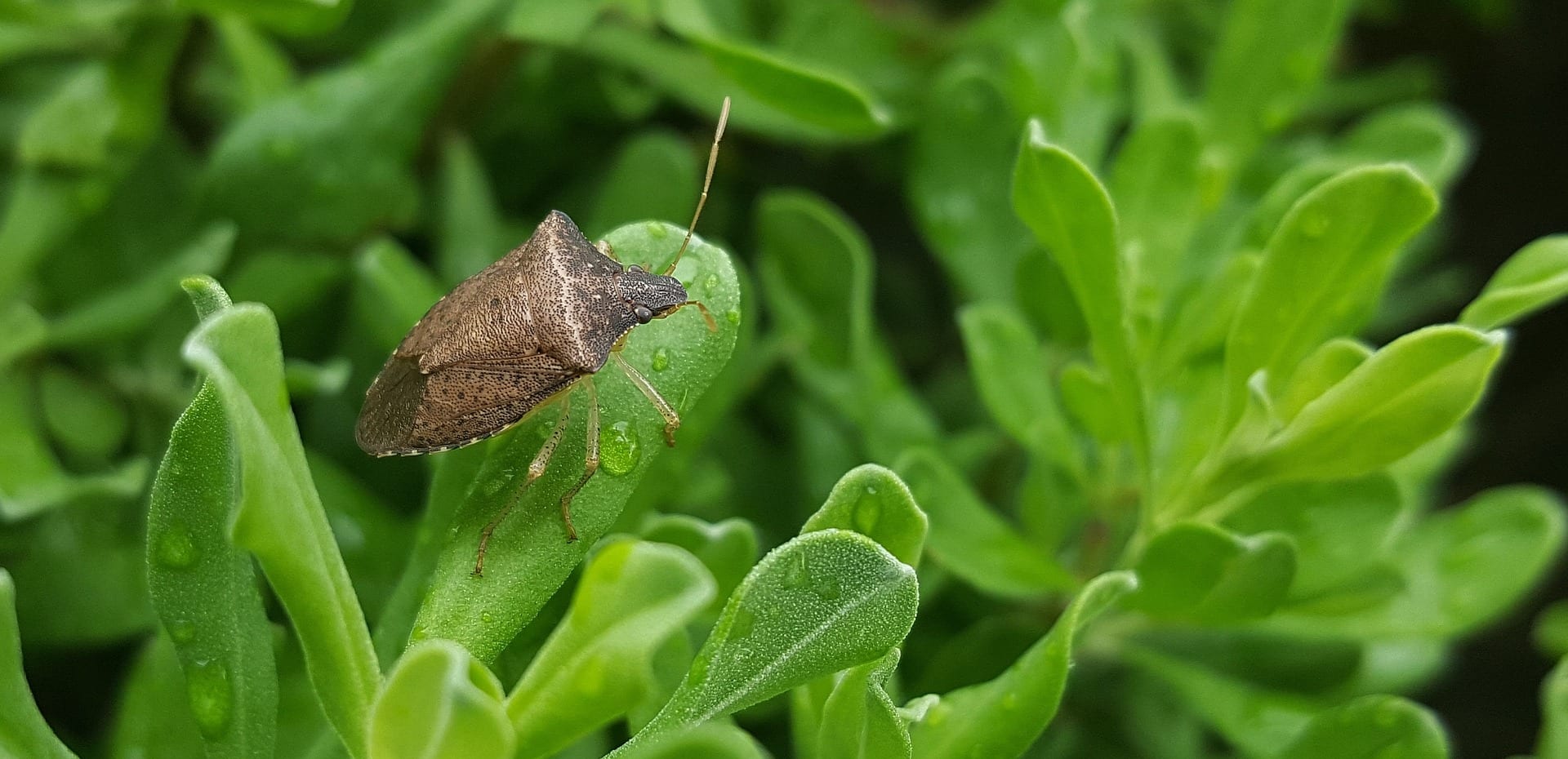 A Guide To Identifying And Preventing Stink Bugs