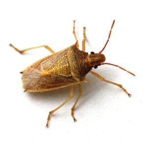 A Guide to Identifying and Preventing Stink Bugs - Excel Pest Services