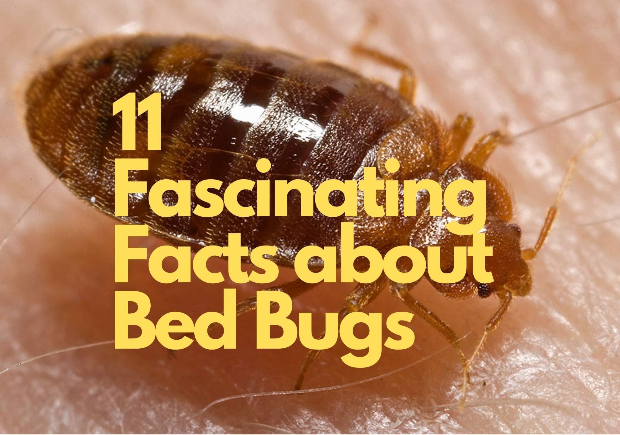 different bed bugs