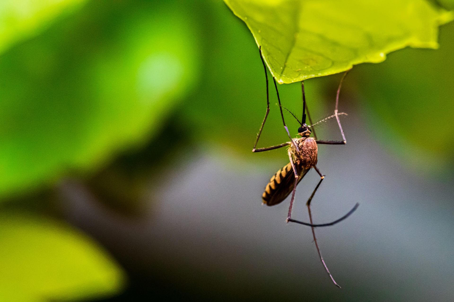 Aedes scapularis: Florida's New Mosquito Species