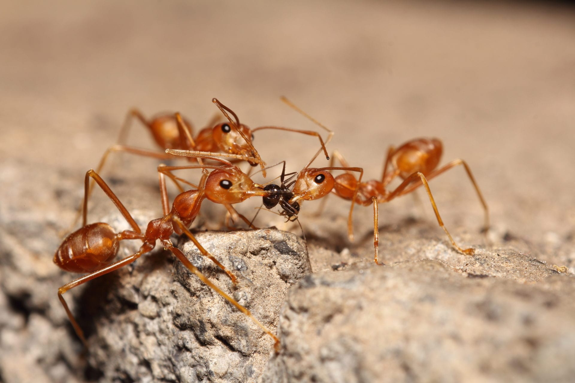 red ants vs fire ants