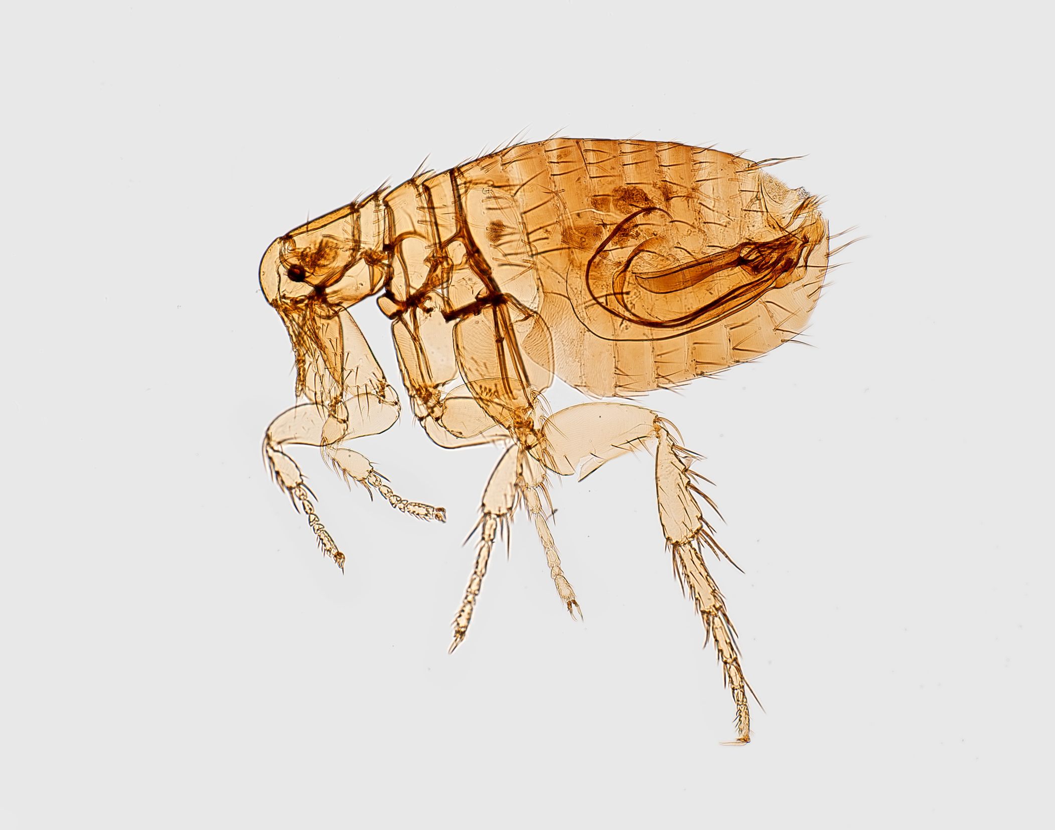 fleas under a microscope