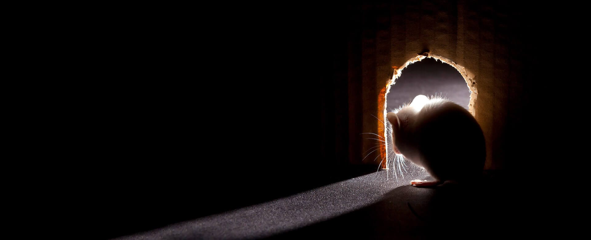 Mouse in the shadows looking through a mouse hole.