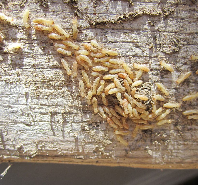 termite