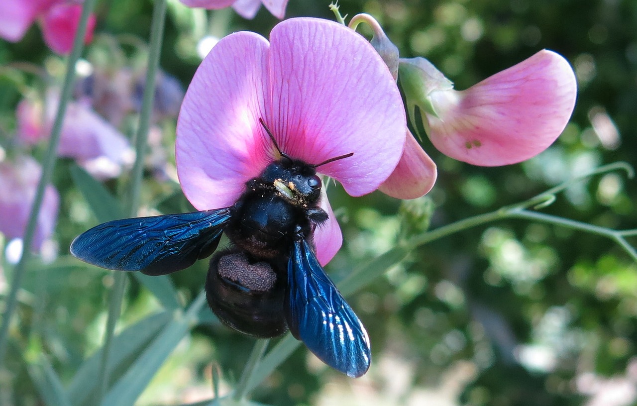 Carpenter bee on the flower