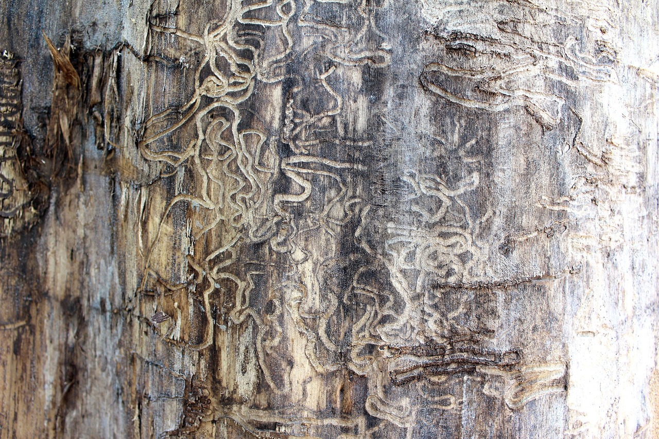 Termite tracks on the tree