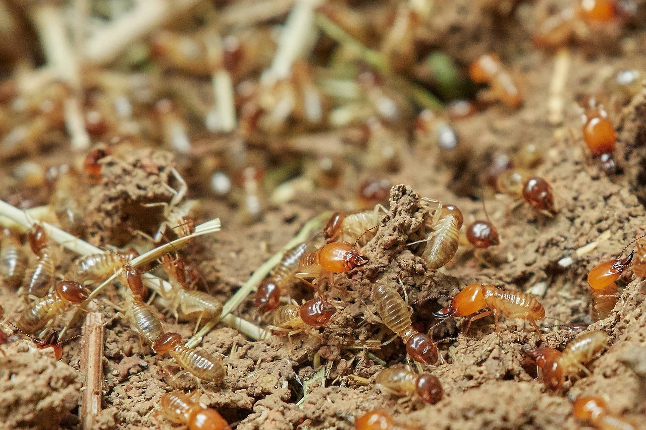 Termites in the ground