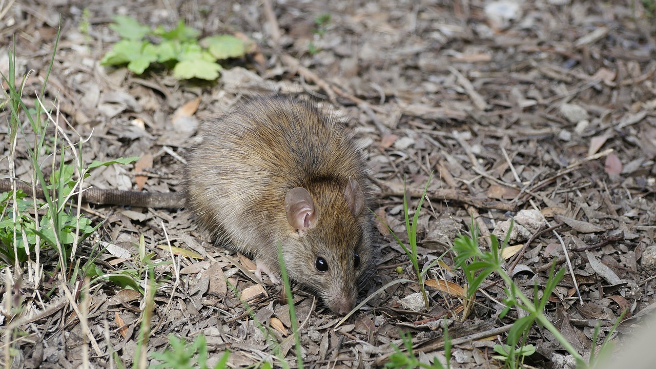 rat in the field